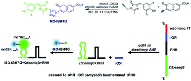 Graphical abstract: Ratiometric RNA aptamer/fluorophore complex for RNA synthesis detection